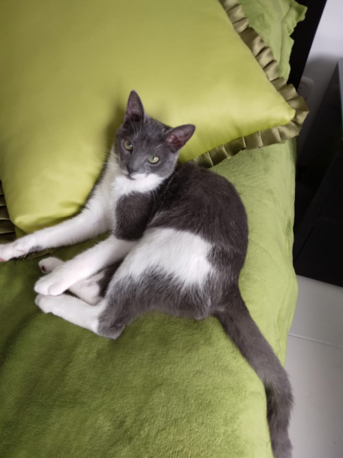 Paco O Pakito