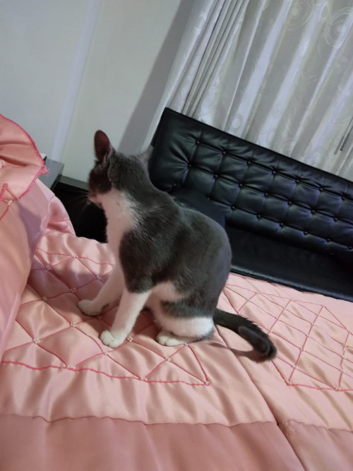 Paco O Pakito