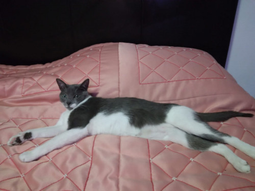 Paco O Pakito