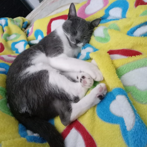 Paco O Pakito