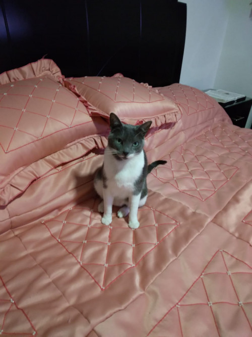 Paco O Pakito
