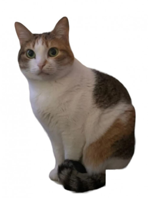 Canela