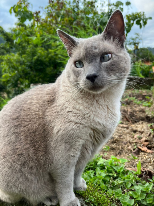 Olaf