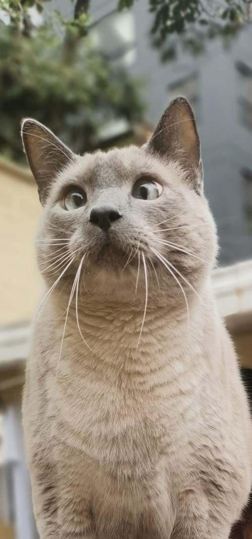 Olaf