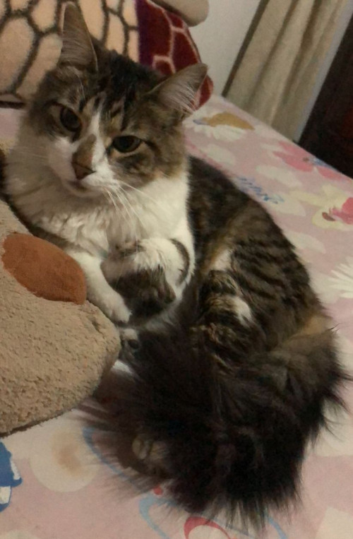 Fluffy