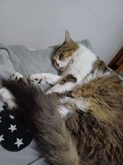 Fluffy