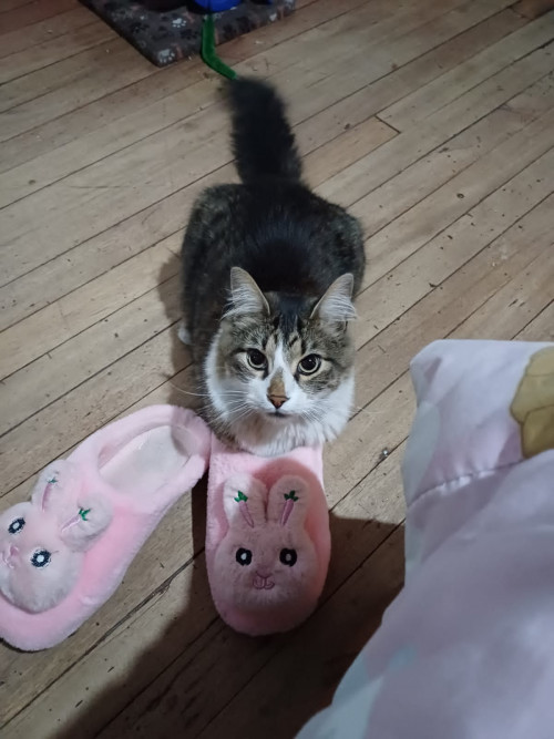 Fluffy