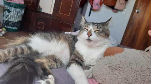 Fluffy
