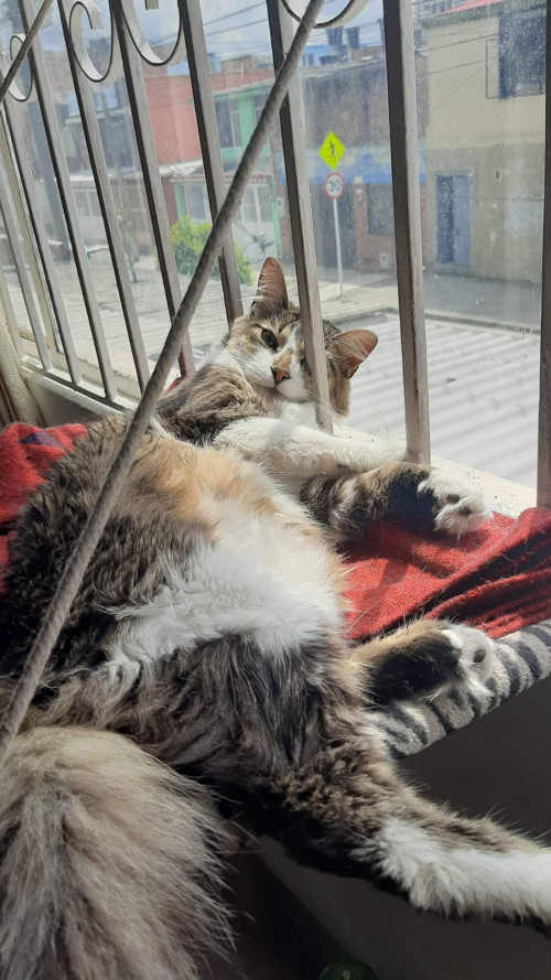 Fluffy