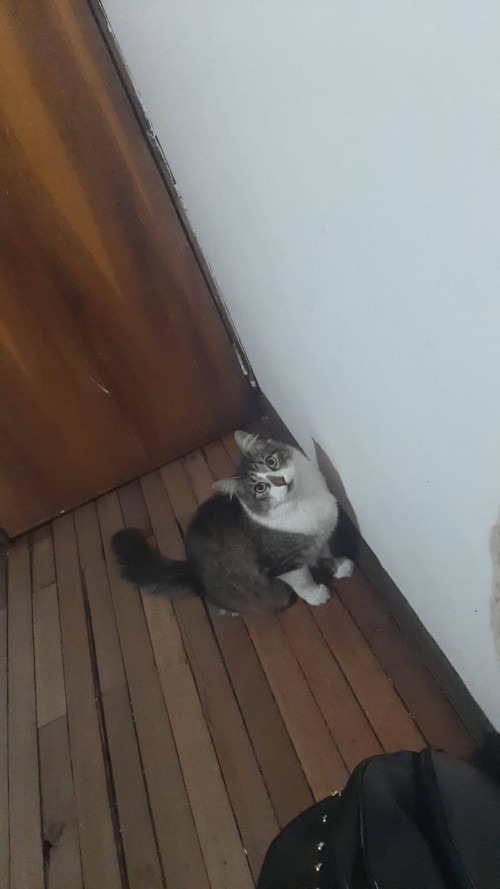 Fluffy