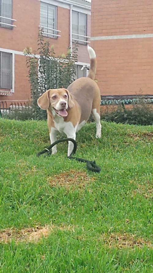 Max