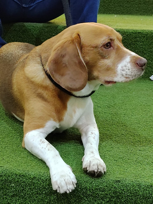 Max