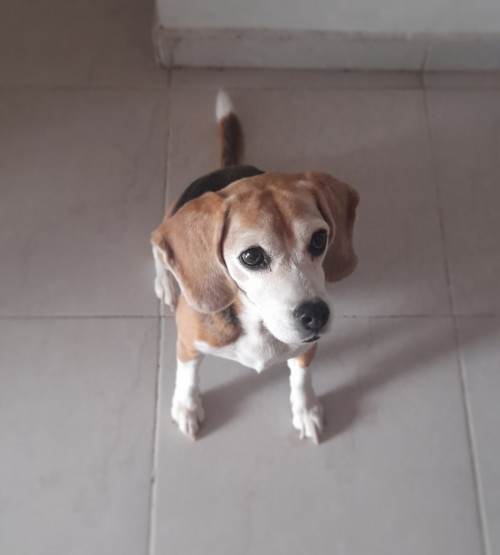 Niña