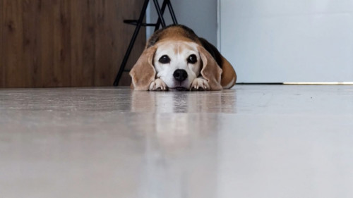 Niña