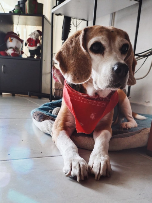 Niña