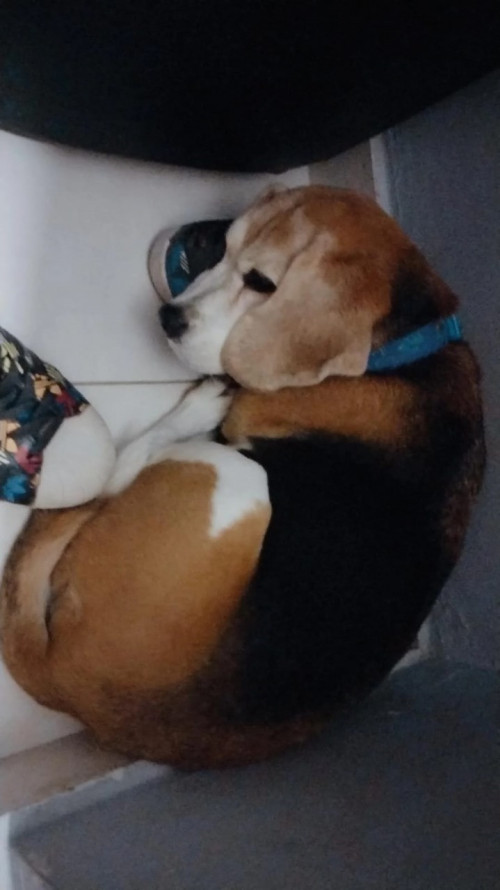 Niña