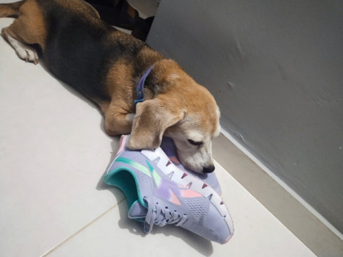 Niña