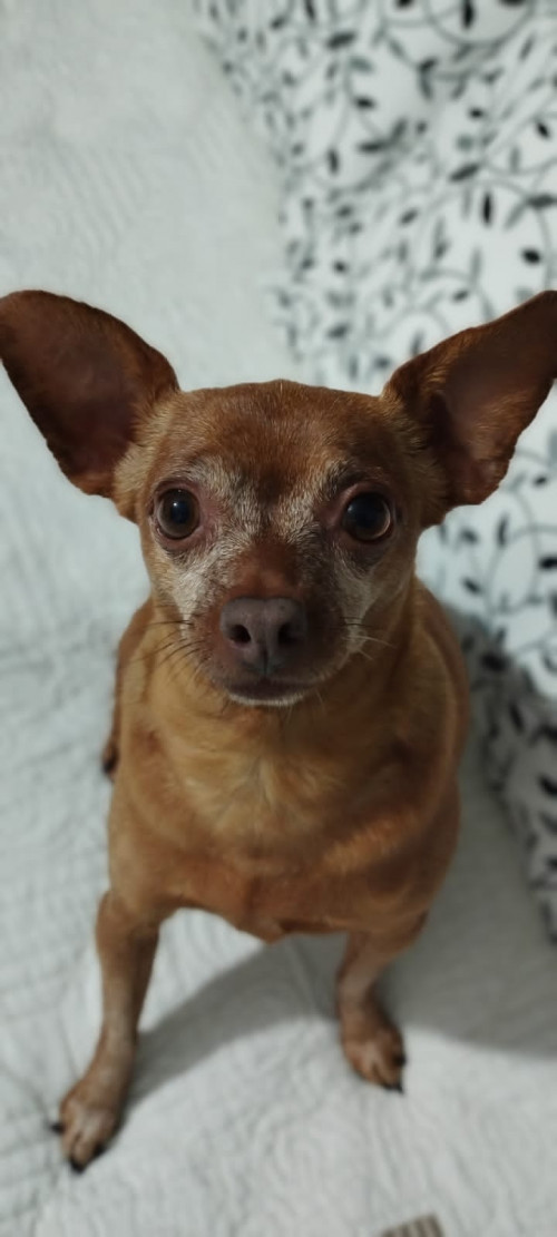 Ami