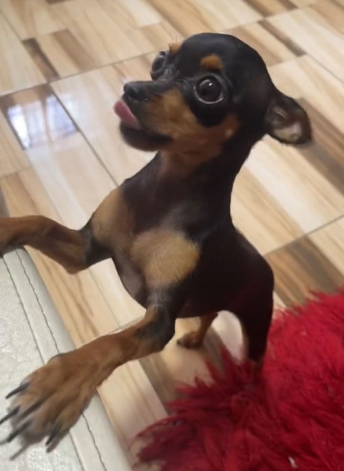 Mía