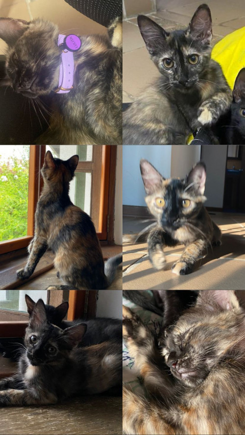 Lulita
