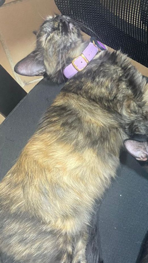 Lulita