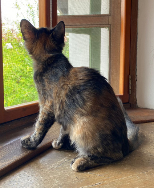 Lulita