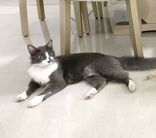 Tomas