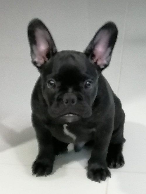 Max