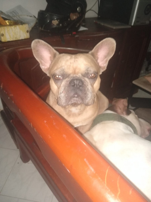 Zeus