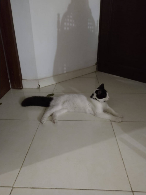 Toby