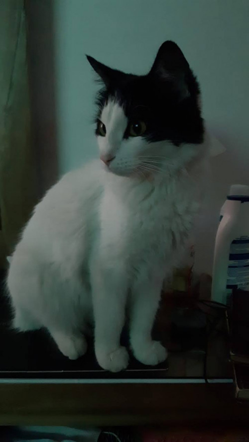 Toby