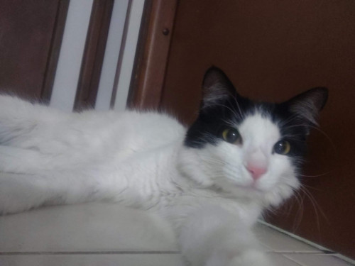 Toby