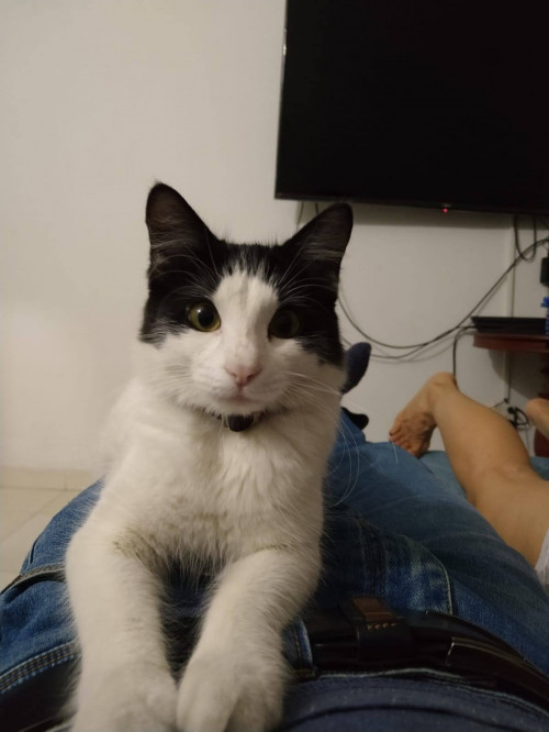 Toby
