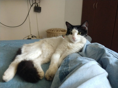 Toby