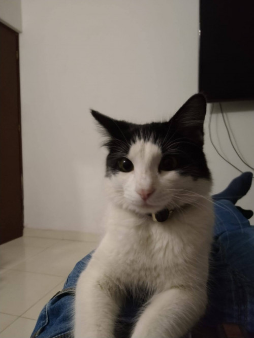 Toby