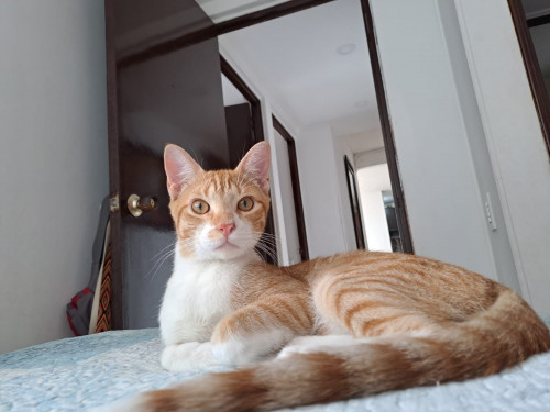 Darwin