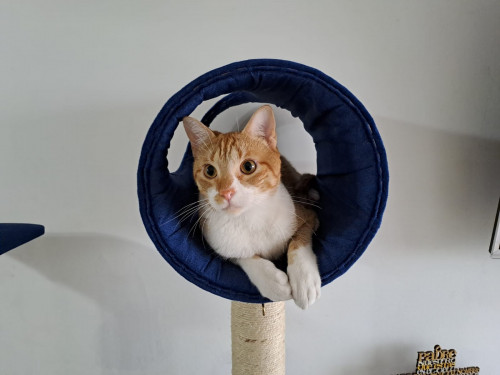 Darwin