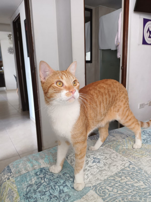 Darwin