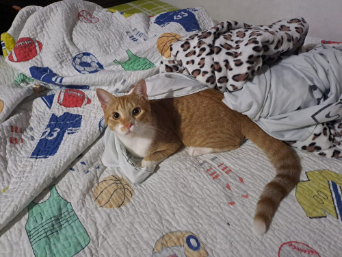 Darwin