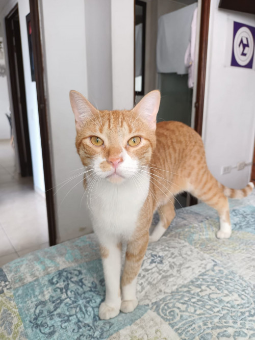 Darwin