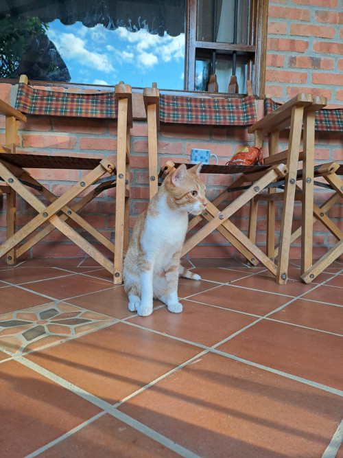 Darwin