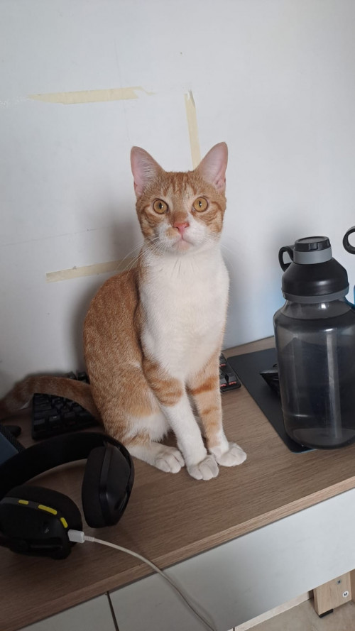 Darwin