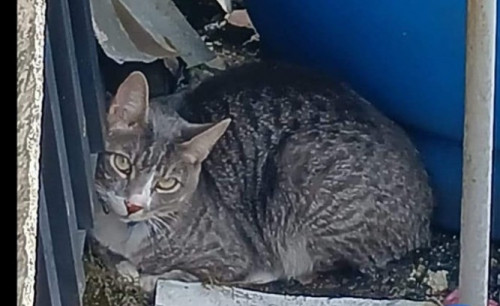 Miguel