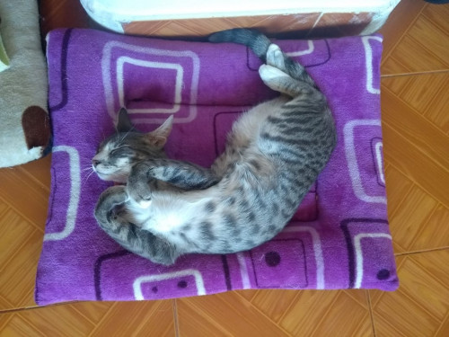 Miguel