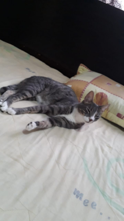 Miguel