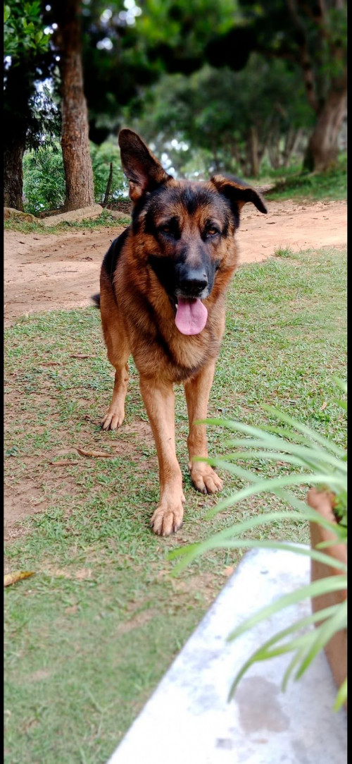 Kembor