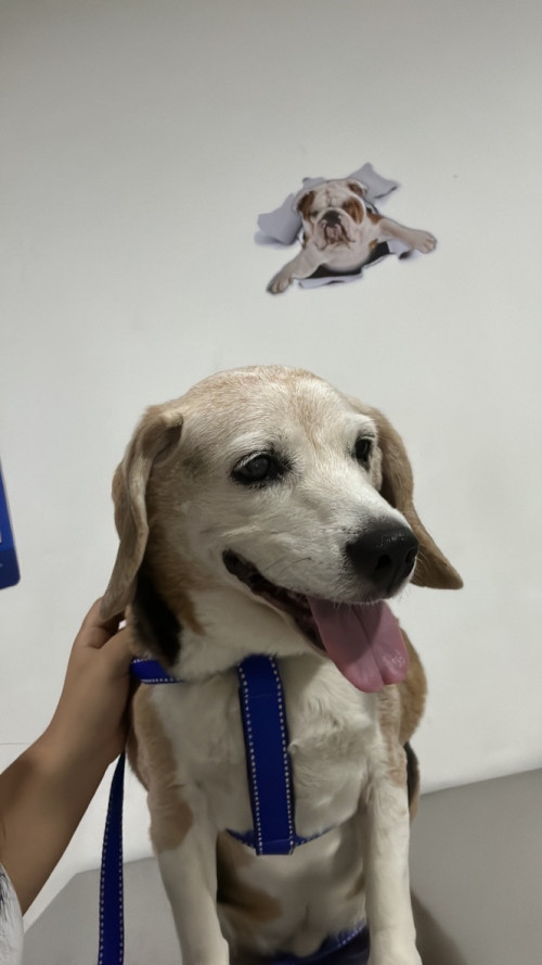 Simón