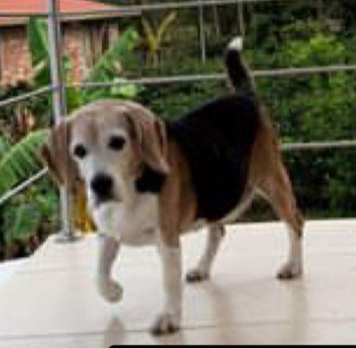 Simón
