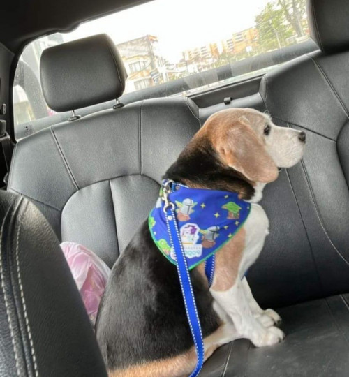 Simón
