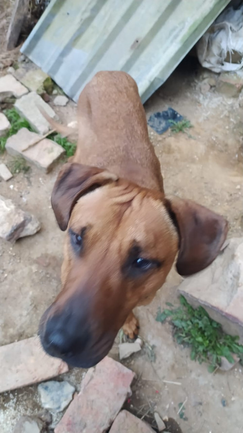 Roky